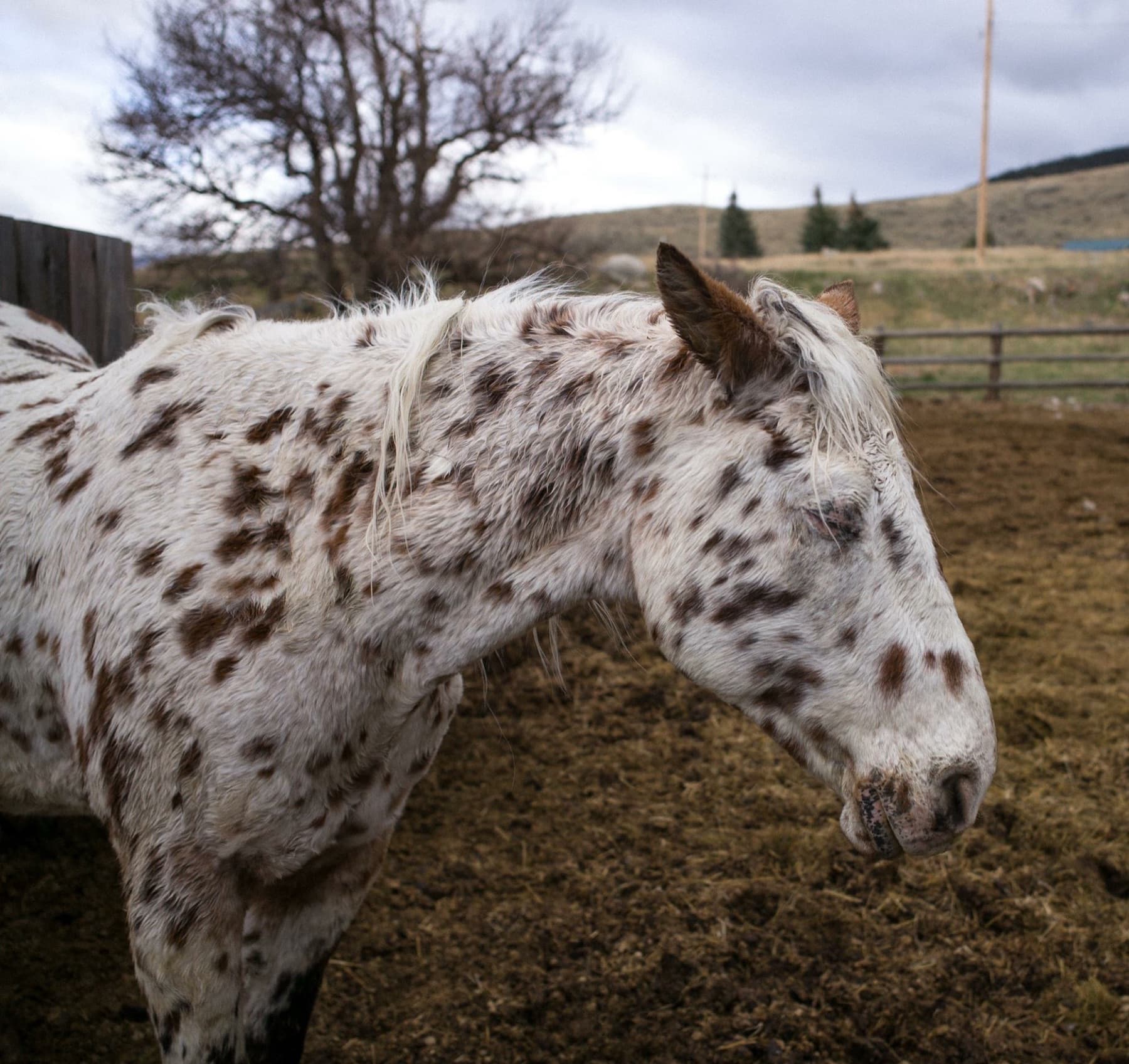 Montana — photo 1